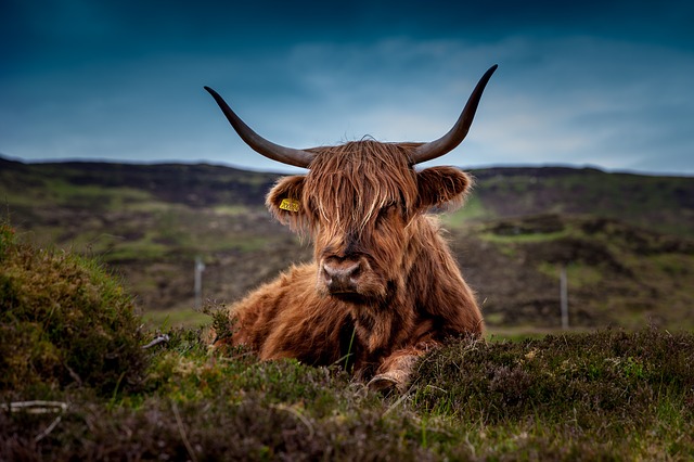 Cow image for illustration purposes only. Cow image for illustration purposes only.