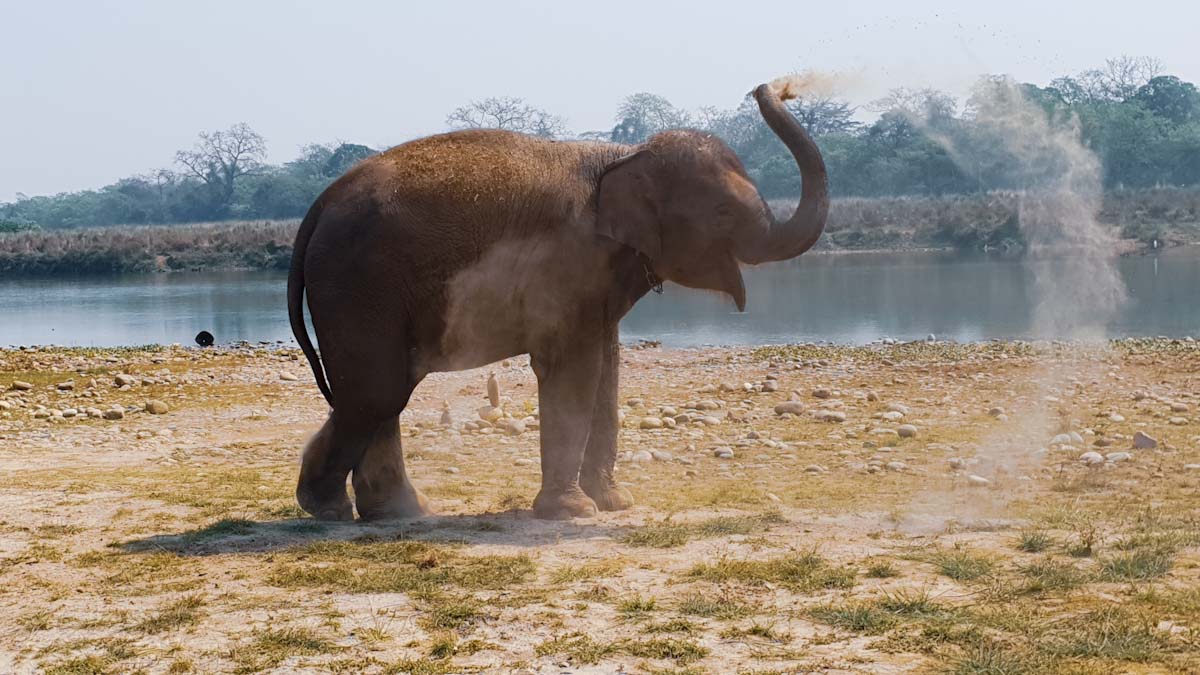 Baby elephant at Barahi Jungle Lodge