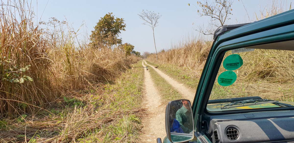 Jeep safari at Chitwan National Park Jeep safari at Chitwan National Park