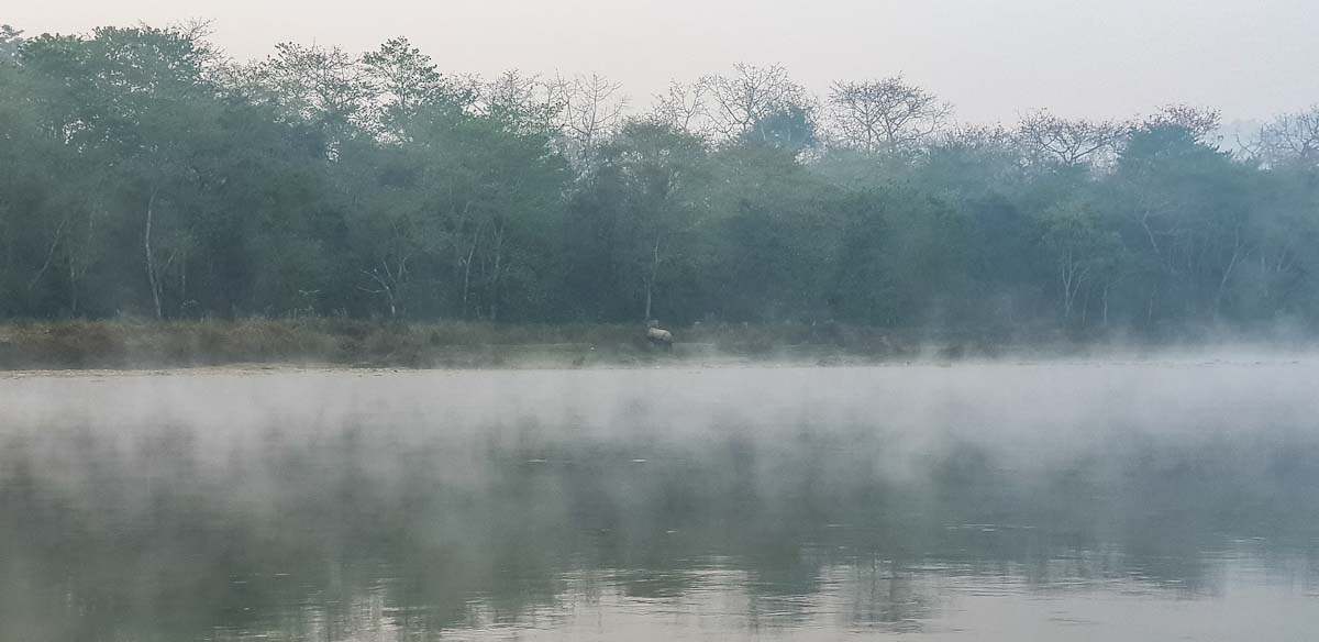 Rhino in the mist at Chitwan National Park