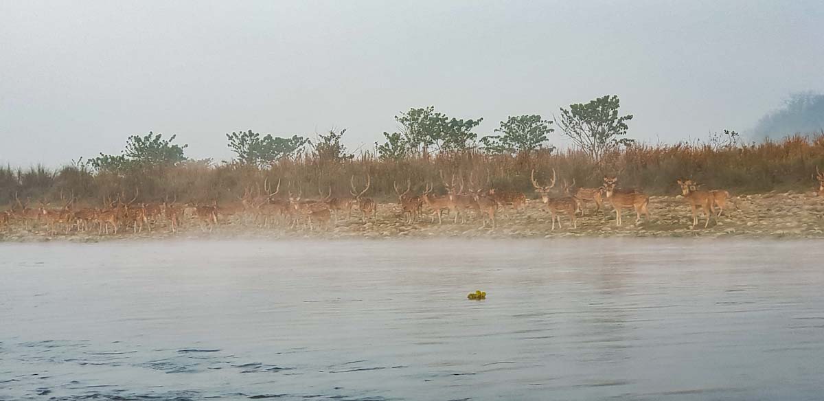 deer on rapti river chitwan national park