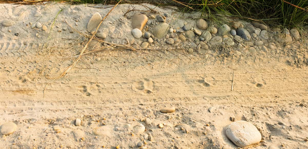 tiger prints chitwan national park