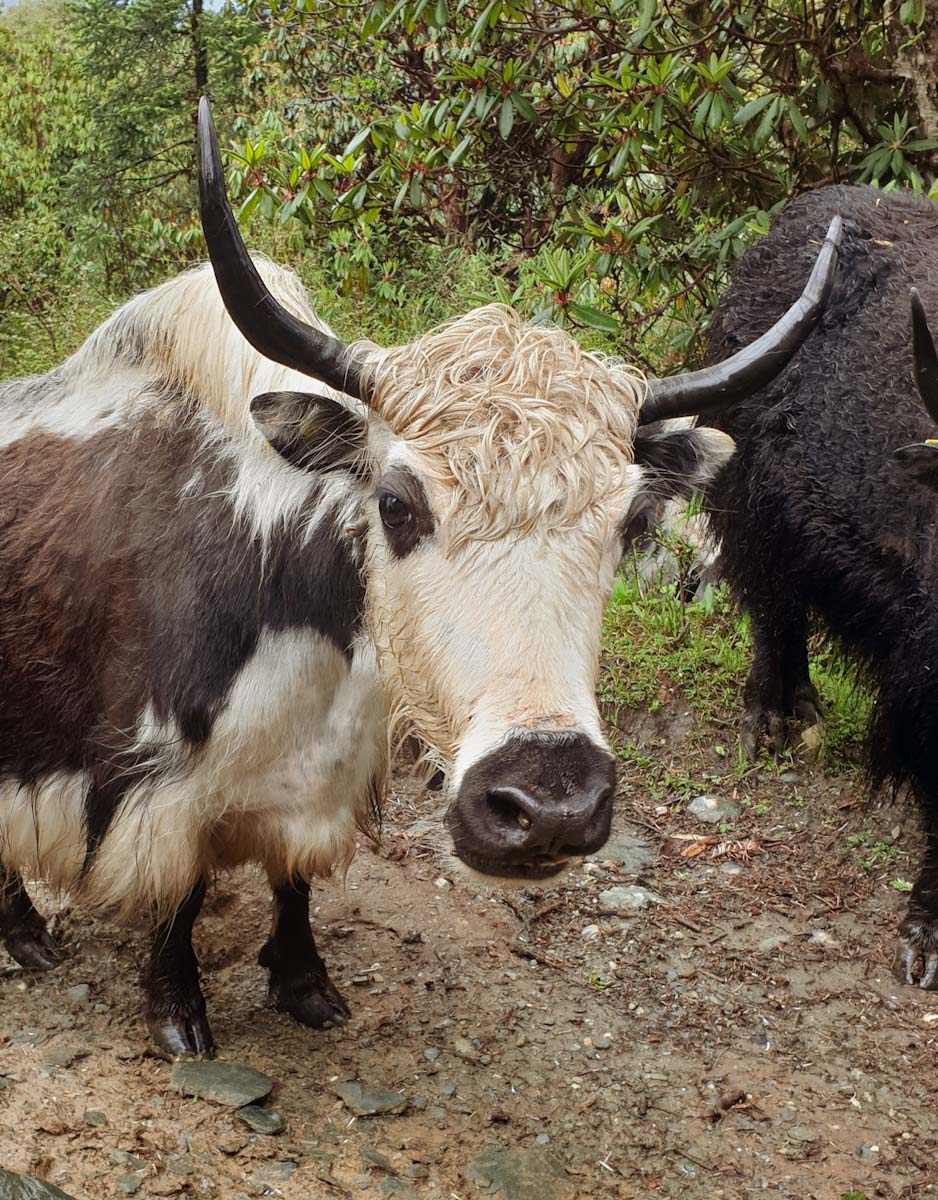 Full sized curious yak in Nepal checking ut the hikers