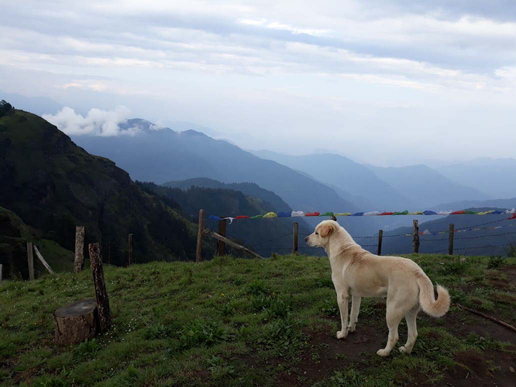 Trekking puppy on Mohare Danda