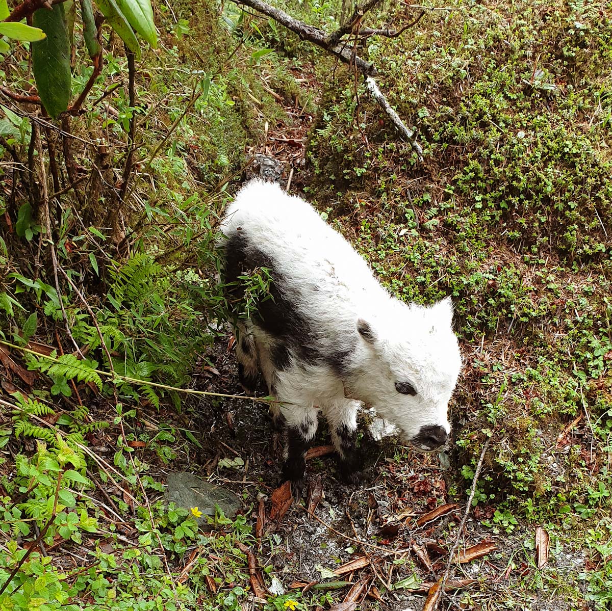 A baby yak in Nepal