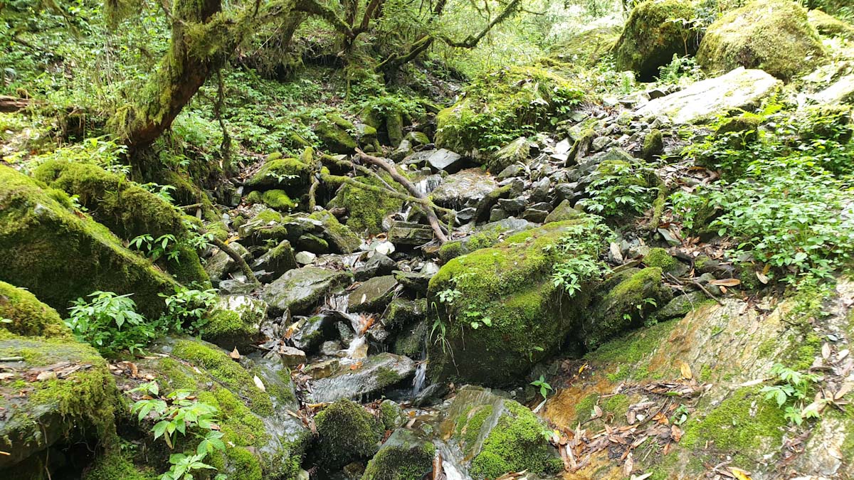 beautiful forest on mohare danda trek