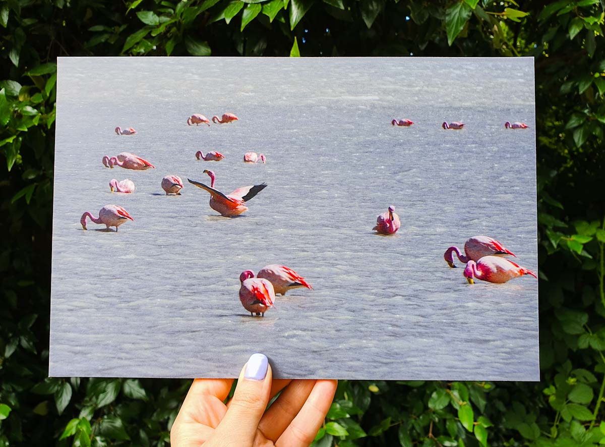 Flamingso printed MyPicture Traveling Honeybird