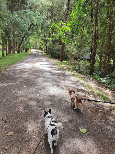 Dog walking in Harietville