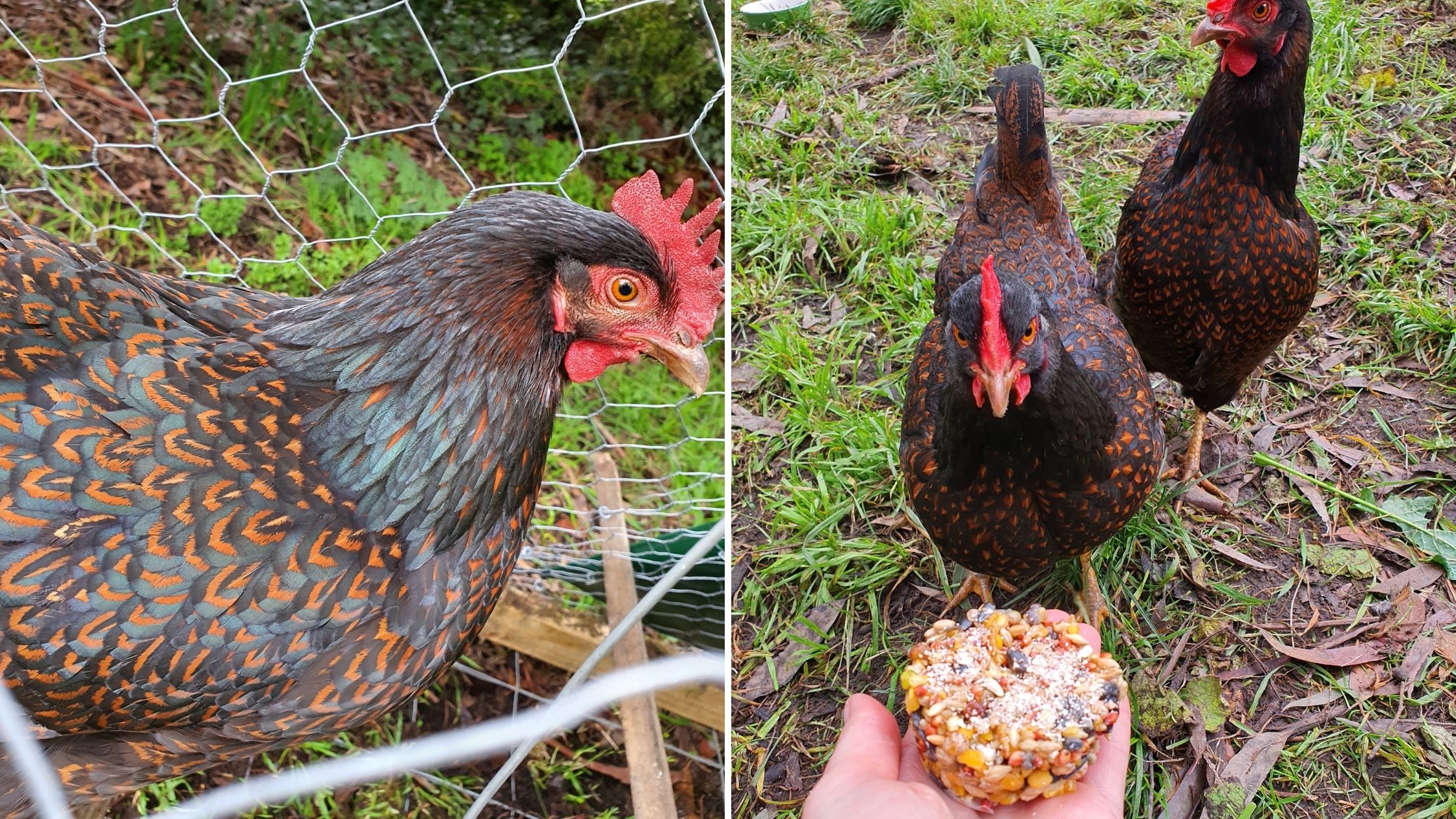 Happy gotcha day chickens Happy chickens
